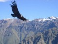 /album/los-animales-de-chile/condor-1-jpg/